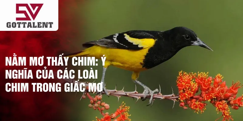 Nằm mơ thấy chim: ý nghĩa của các loài chim trong giấc mơ