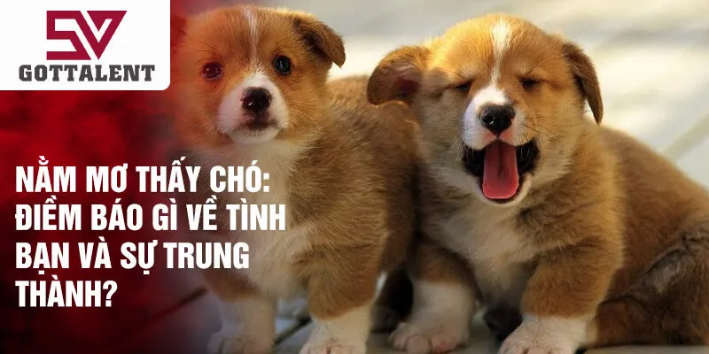 Nằm mơ thấy chó: điềm báo gì về tình bạn và sự trung thành?