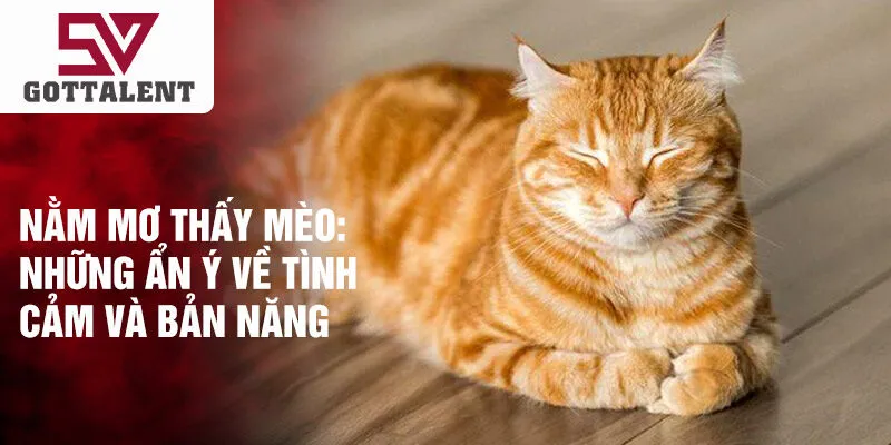 Nằm mơ thấy mèo: những ẩn ý về tình cảm và bản năng