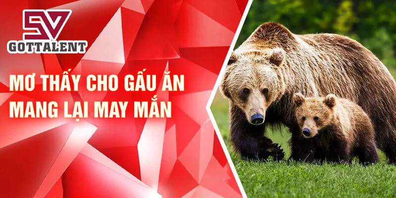Nằm Mơ Thấy Gấu: Giải Mã Điềm Lành Và Con Số May Mắn 3 Mơ thấy cho gấu ăn mang lại may mắn