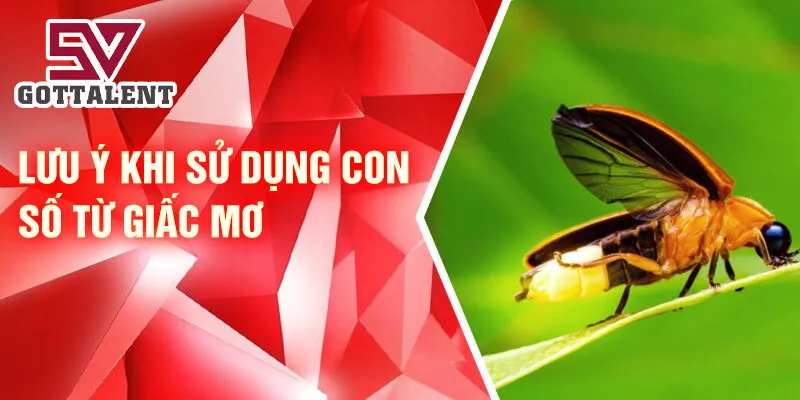 Nằm Mơ Thấy Đom Đóm: Bí Ẩn Và May Mắn Chờ Đón 4 Lưu ý khi sử dụng con số từ giấc mơ